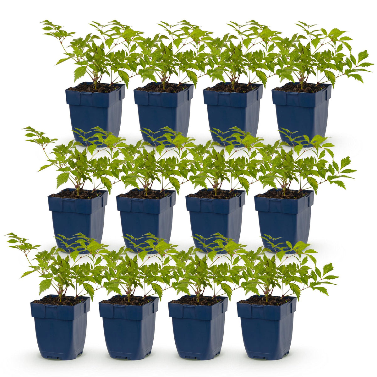 Astilbe Deutschland - H 15-25 cm, pot Ø11 cm