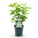 La Green Touch - Planta de Jardín - Syringa vulgaris Mme Lemoine - Lila Común - Resistente al Invierno - Blanco - 1 Planta - Maceta 17cm - Altura 45cm