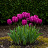 Tulipe triomphe violette - calibre 11/12