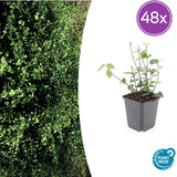 Fusain rampant Coloratus en godet - Euonymus fortunei - H 10-25 cm, pot Ø9 cm