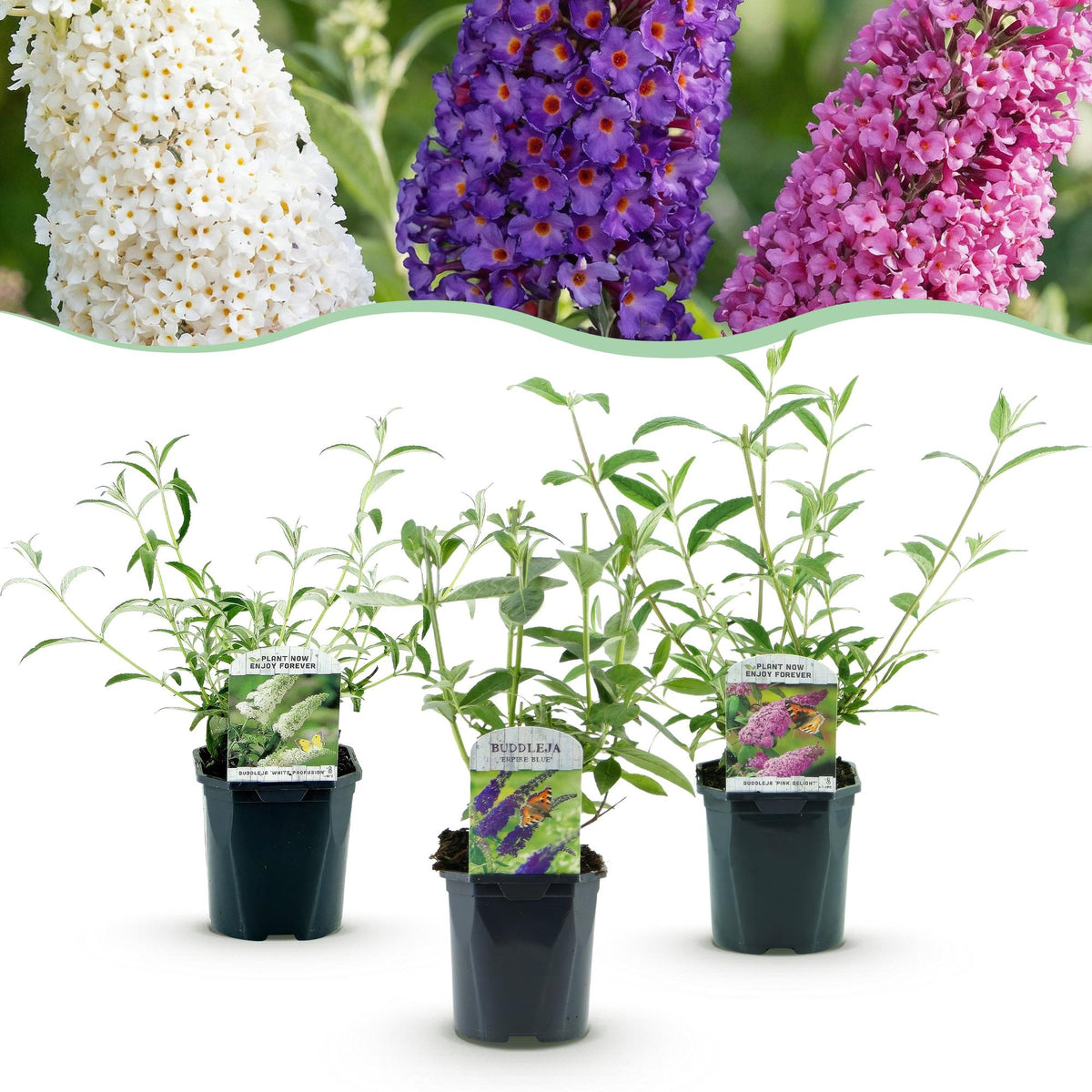 Green boutiQ - Planta de Jardín - Buddleja davidii Tricolour - Arbusto de Mariposas - Resistente al Invierno - Azul - Rosa - Blanco - 3 Plantas - Maceta 17cm - Altura 45cm