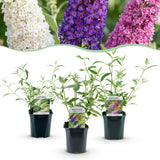 Green boutiQ - Planta de Jardín - Buddleja davidii Tricolour - Arbusto de Mariposas - Resistente al Invierno - Azul - Rosa - Blanco - 3 Plantas - Maceta 17cm - Altura 45cm