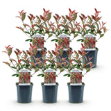 Green boutiQ - Setos de plantas - Photinia fraseri Carre Rouge - verde rojo - 6 plantas - 1 metro lineal - perenne - maceta 17cm altura 55cm