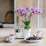 Orchidée Phalaenopsis rose et violette Diamond El Salvador - H 35 cm, pot Ø9 cm