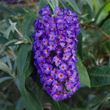 Arbre aux papillons Empire Blue - Buddleja davidii - H 25 cm, pot Ø17 cm