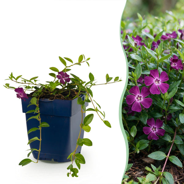 Petite pervenche Atropurpurea - Vinca minor - H 15-25 cm, pot Ø11 cm