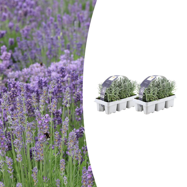 Lavande vraie en godet - Lavandula angustifolia - H 15 cm, pot Ø7 cm