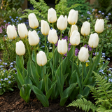 Tulipe triomphe blanche