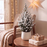 Épicéa nain Conica effet neige - Sapin de Noël vivant enneigé - photo 3