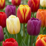Tulipe triomphe en mélange - calibre 11/17