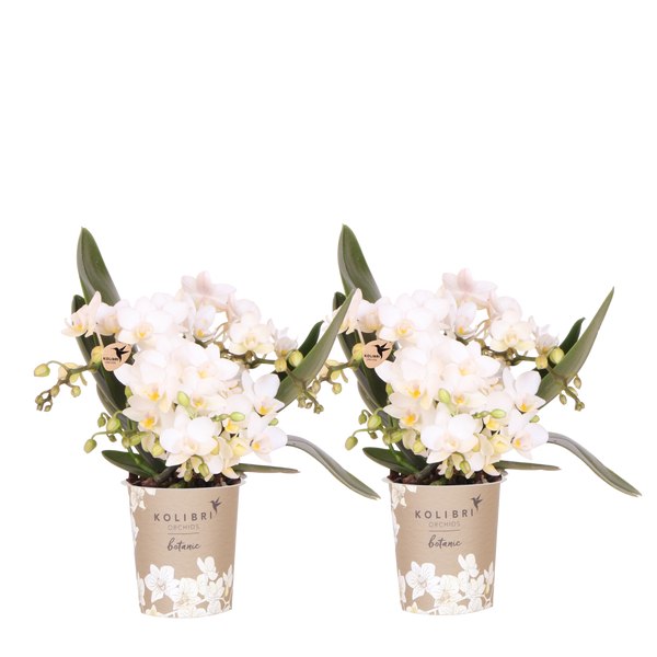 Orchidées Phalaenopsis blanches Botanic Nazaré - lot de 2 ou 4 - pot Ø9 cm