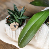 Orchidée Phalaenopsis blanche Mineral Gibraltar et succulente - coffret Oyster - pot Ø9 cm