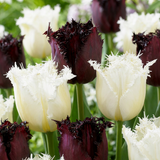 Tulipe Breakdance en mélange - 60 bulbes