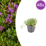 Thym serpolet en godet - Thymus serpyllum - H 10-25 cm, pot Ø9 cm