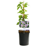 Clématite Justa - Clématite bleu lavande pâle - H 35 cm, pot Ø9 cm - photo 2