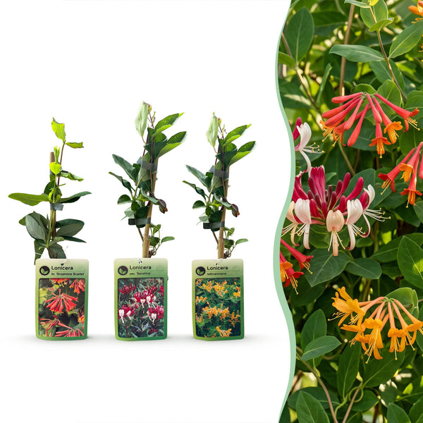 Chèvrefeuilles grimpants en mélange - Lonicera - H 35 cm, pot Ø9 cm