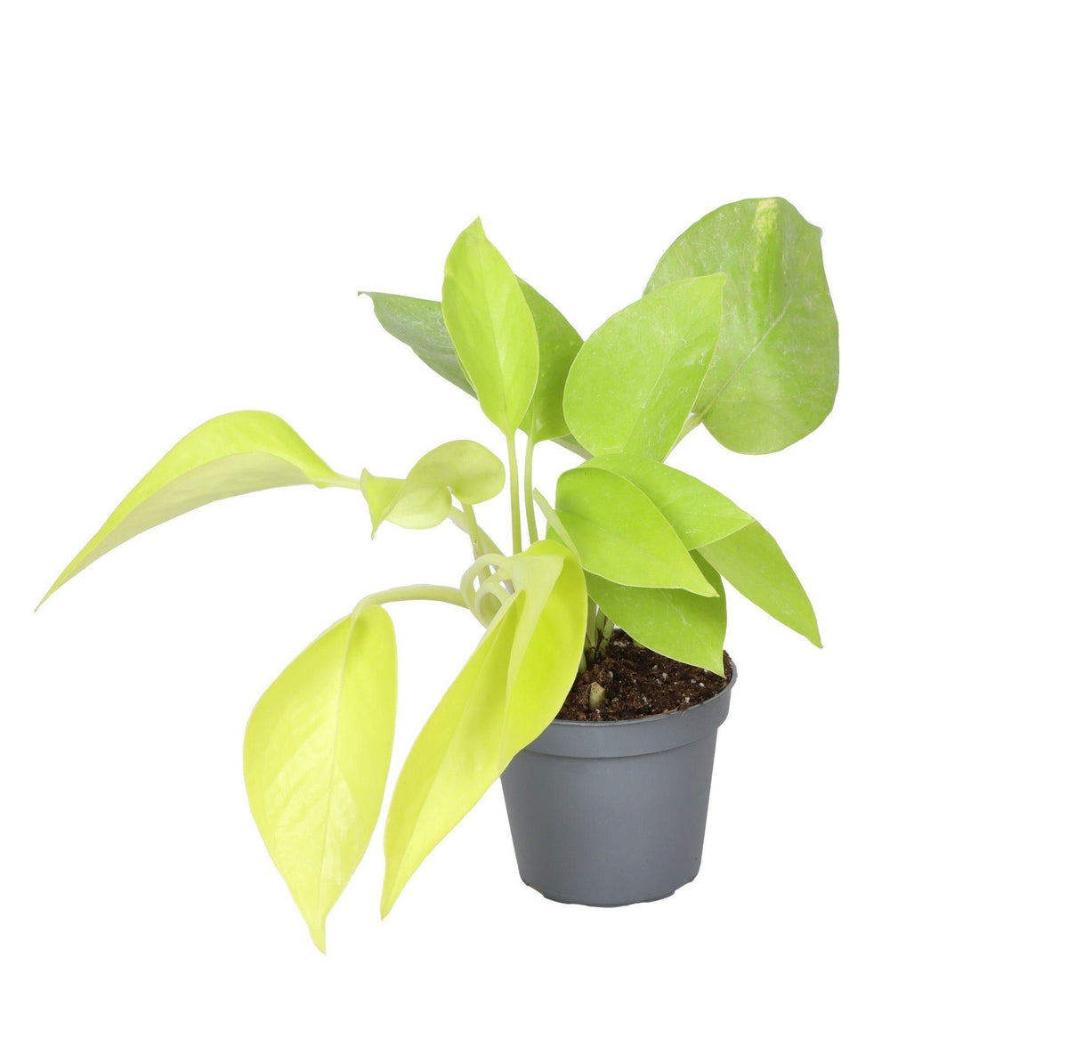 Mini Philodendron Neon - Philodendron hederaceum - H 15 cm, pot Ø6 cm