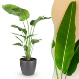 Strelitzia Nicolai – Oiseau de paradis | Grande taille, Pot 21 cm