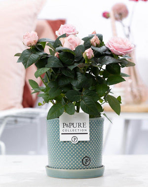 Rosier rose et pot en céramique vert