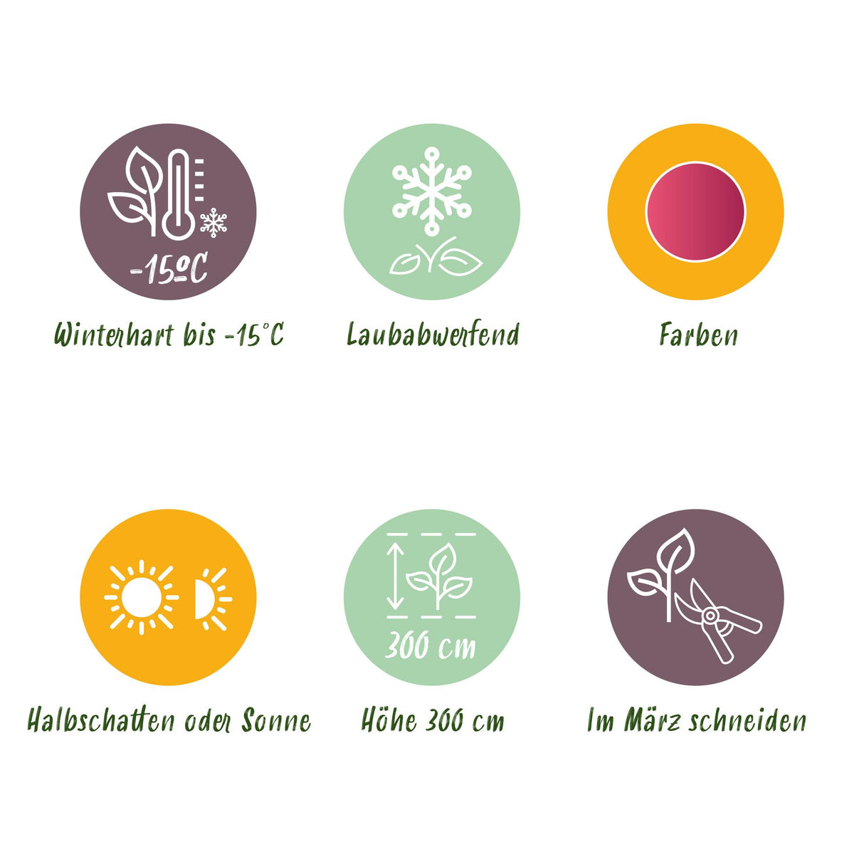 Acer palmatum Phoenix – Lot de 3 – Pot 12 cm