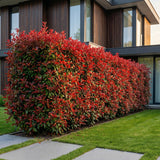 Kit haie Photinia Carré Rouge