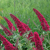 Arbre aux papillons Royal Red - Buddleja davidii - 3 plants - H 45 cm, pot Ø17 cm