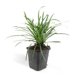 Liriope Big Blue en godet - Liriope muscari - H 10-25 cm, pot Ø9 cm - photo 3
