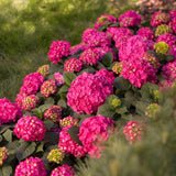 La Green Touch - Planta de Jardín - Hortensia Endless Summer Summer Love Red - Hortensia - Resistente al Invierno - Rojo - 1 Planta - Maceta 14cm - Altura 20-25cm