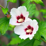 Green boutiQ - Planta de jardín - Hibiscus syriacus Hamabo - Hibiscus de jardín - Resistente al invierno - Blanco - Rosa - 3 Plantas - Maceta 17cm - Altura 45cm