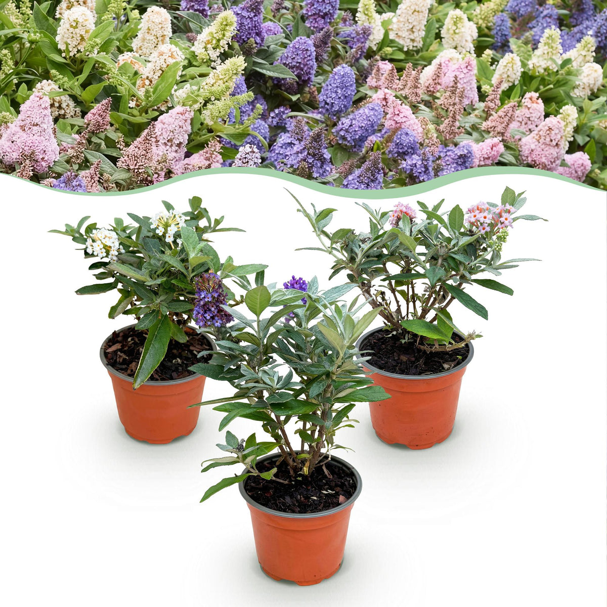 Green boutiQ - Planta de Jardín - Buddleja davidii Butterfly Candy Little Tricolour - Arbusto de Mariposas - Compacto - Rosa-Blanco-Lila - 3 Plantas - Maceta 12cm - Altura 20-25cm