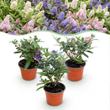 Green boutiQ - Planta de Jardín - Buddleja davidii Butterfly Candy Little Tricolour - Arbusto de Mariposas - Compacto - Rosa-Blanco-Lila - 3 Plantas - Maceta 12cm - Altura 20-25cm