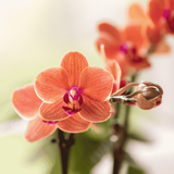 Orchidées Phalaenopsis orange Mineral Bolzano - bouquet de 3 en coupe Oyster