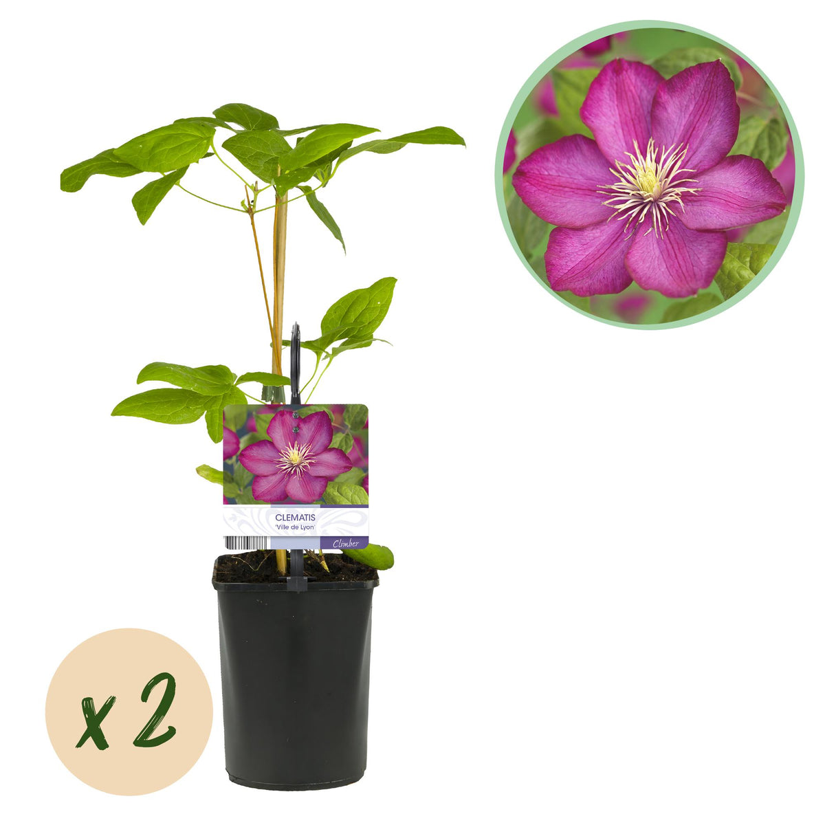 Clématite Ville de Lyon - 2 plants - H 40 cm, pot Ø11 cm
