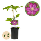 Clématite Ville de Lyon - 2 plants - H 40 cm, pot Ø11 cm