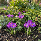 Crocus Ruby Giant