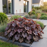 Heuchère Palace Purple - H 15-25 cm, pot Ø11 cm