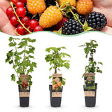 Petits fruits en mélange groseille, mûre et framboise - H 50 cm, pot Ø15 cm