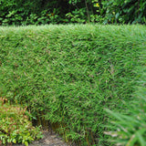 Green boutiQ - Bamboe - Fargesia Rufa - Bladhoudend - Niet Woekerend - Groen - 6 Planten - Pot 14cm - Hoogte 35cm
