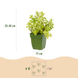 Pack menthes et mélisse - H 15-25 cm, pot Ø11 cm