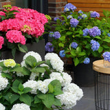 Green boutiQ - Planta de Jardín - Hortensia Endless Summer Azul - Rosa - Blanca - Hortensia - Resistente al Invierno - Azul - Rosa - Blanco - 3 Plantas - Maceta 14cm - Altura 20-25cm