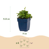 Campanule des murs Lisduggan Variety - 12 plants - H 15-25 cm, pot Ø11 cm