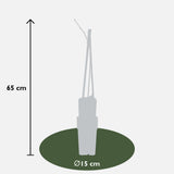 Glycine du Japon Naga Noda - Glycine violette - H 65 cm, pot Ø15 cm
