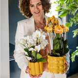 Orchidée Phalaenopsis jaune Blossom Lima - cache-pot Retro jaune et boîte cadeau - H 40 cm, pot Ø9 cm