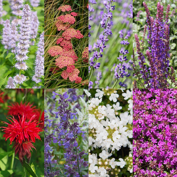 Kit de vivaces parfumées - 24 plants pour 3 m²