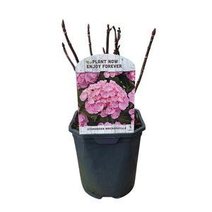 Hortensia Rose – Lot de 3 – Pot 17 cm – Hauteur 30 cm