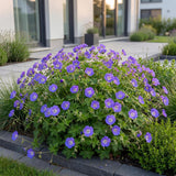 Géranium vivace Rozanne - H 15-25 cm, pot Ø11 cm - photo 5