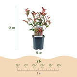 Green boutiQ - Setos de plantas - Photinia fraseri Carre Rouge - verde rojo - 6 plantas - 1 metro lineal - perenne - maceta 17cm altura 55cm