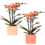 Orchidées Phalaenopsis orange Mineral Bolzano - lot de 2 en cache-pots Poppy orange et pêche - H 40 cm, pot Ø9 cm
