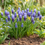 Muscari à larges feuilles - calibre 5/6