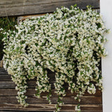 Jasmin étoilé - Trachelospermum jasminoides - H 35 cm, pot Ø9 cm - photo 5